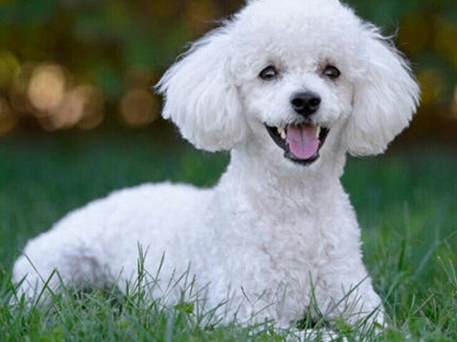 Poodle