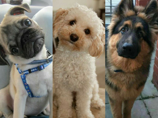 Qual raça de cachorro você seria?