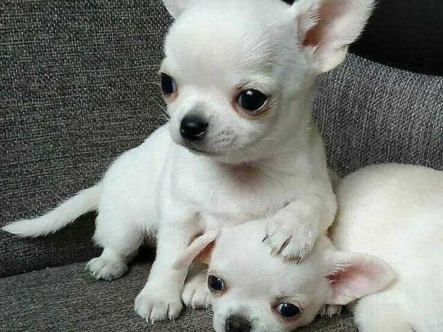 Chihuahua