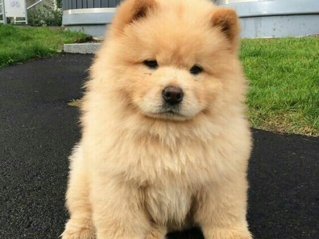 Chow-chow