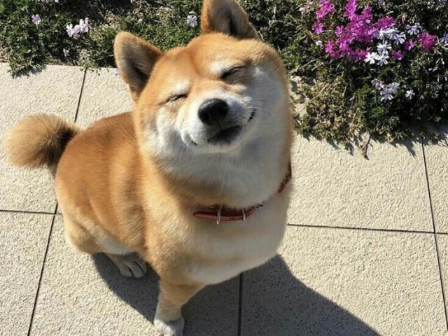 Shiba inu