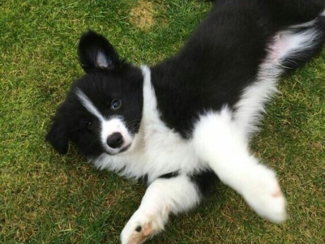 Border collie