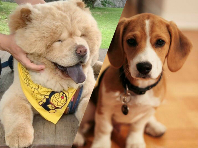 Qual a raça desse cachorro?