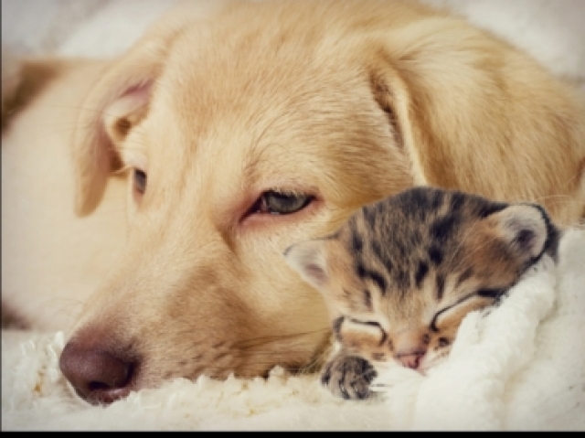 Você é mais gato ou cachorro?