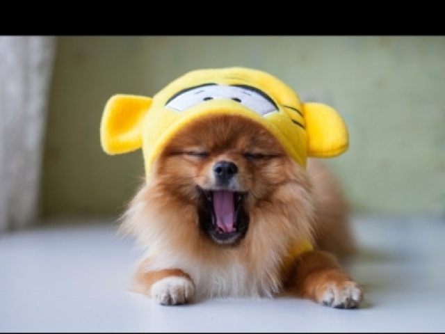 Cachorro