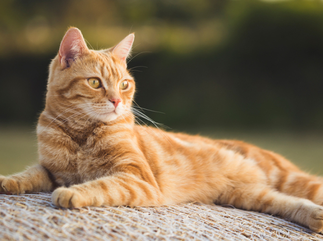 Gato laranja (não sei a espécie)