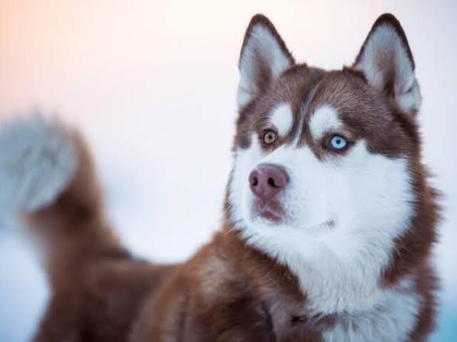 Husky Siberiano