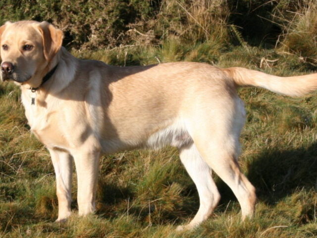 1,Labrador