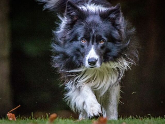 3,Boder collie