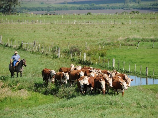 1,Fazenda