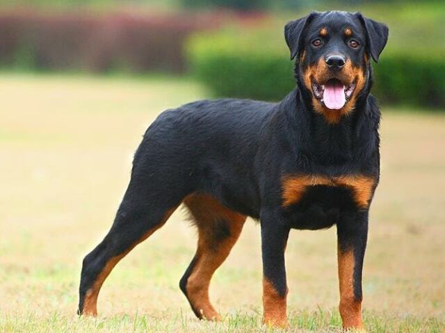 2,Rottweiler