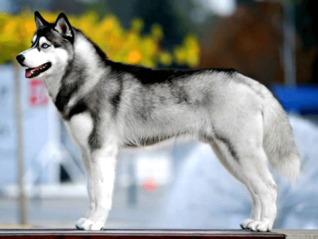 4,Husky Siberiano