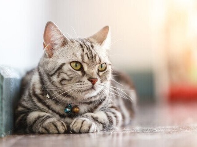 2,Gato de pelo curto americano