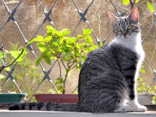 3,Gato de pelo curto brasileiro