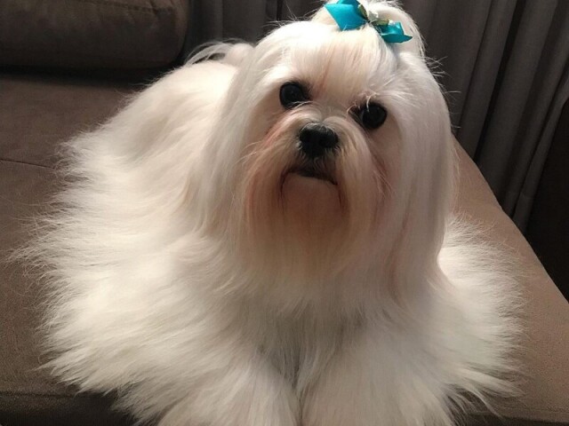 Lhasa apso