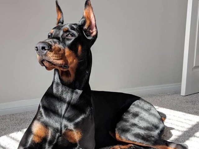 Doberman