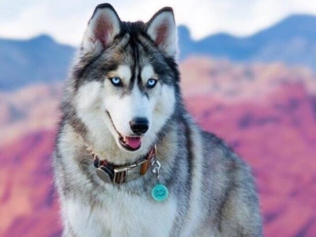 Husky Siberiano