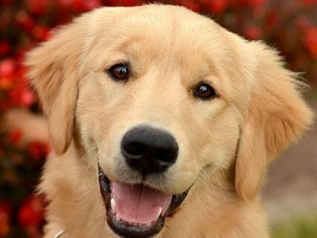 Qual raça de cães mais combina com você?