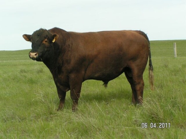 Red Angus