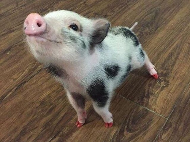 Mini Pig