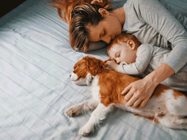 Cachorro com certeza
e um animal leal e confiante que dar muito carinho