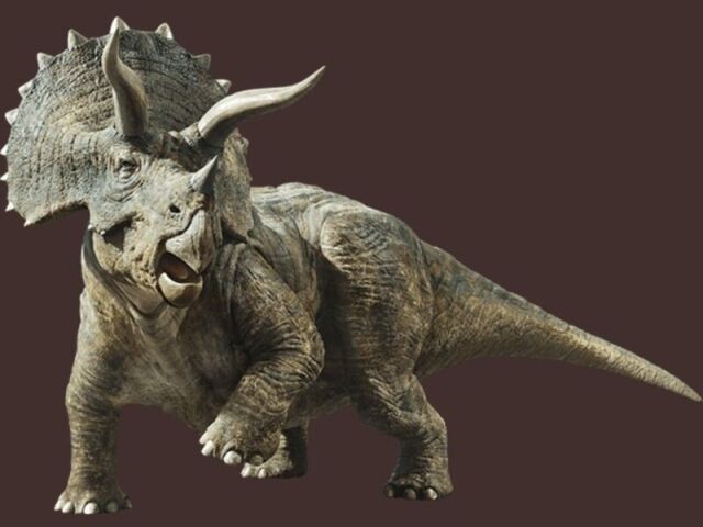 Triceratops