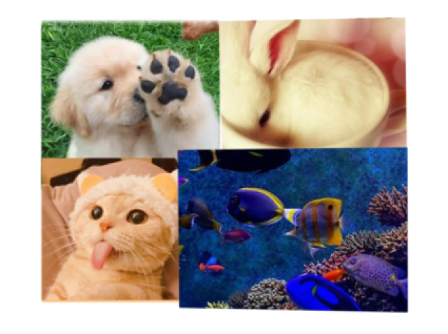 Qual destes animais domésticos você seria?