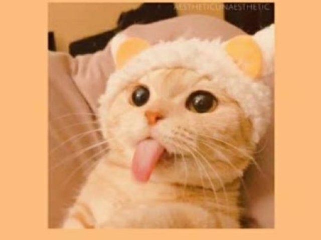 Gato🐱💗