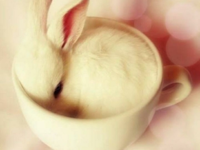 Coelho🐇💗