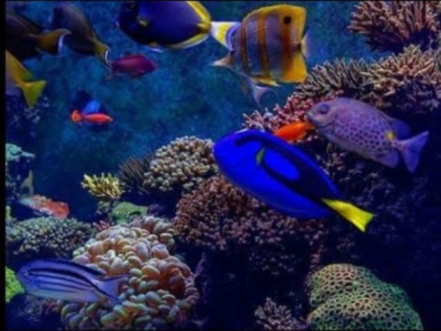 Peixe🐠💗