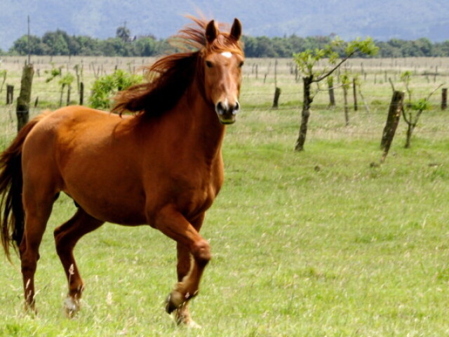 CAVALO