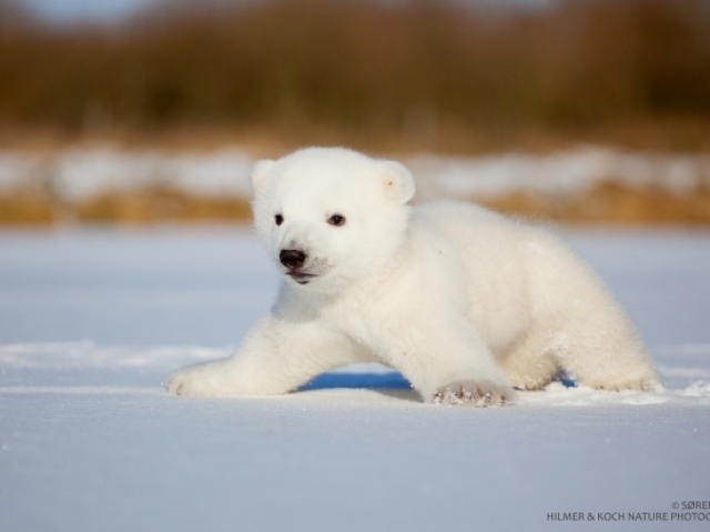 URSO NENEM