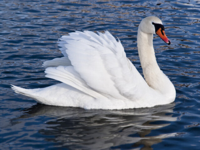 Cisne