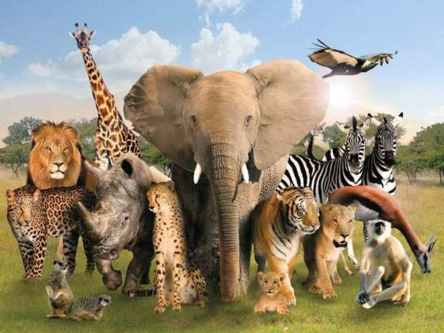 Qual animal selvagem você seria?