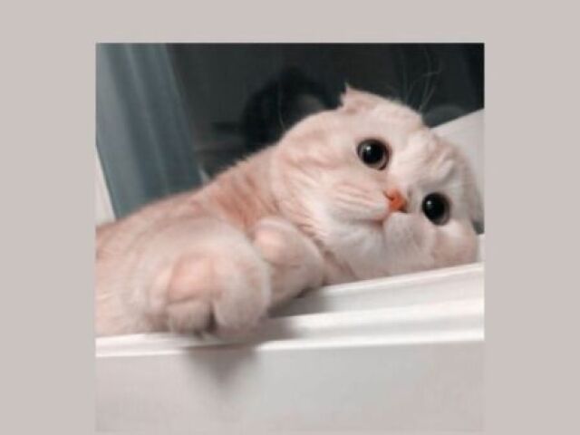 Gato - 🐱 -