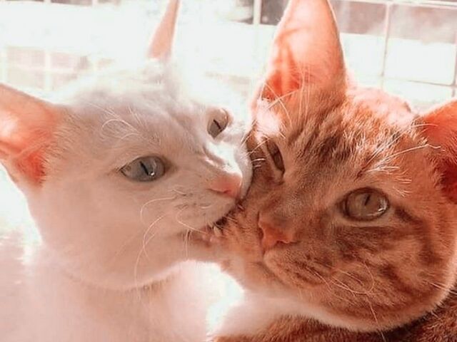 Você é um pouco dos dois - 🐱🐶 -