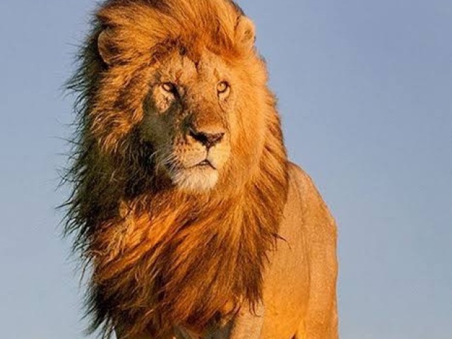 Leão (Panthera leo) 🦁