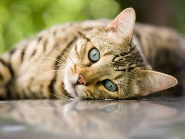 Gato doméstico 🐱