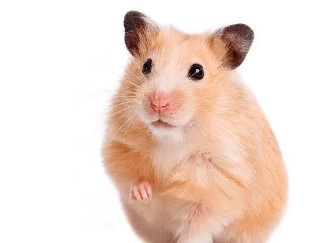 Hamster 🐹