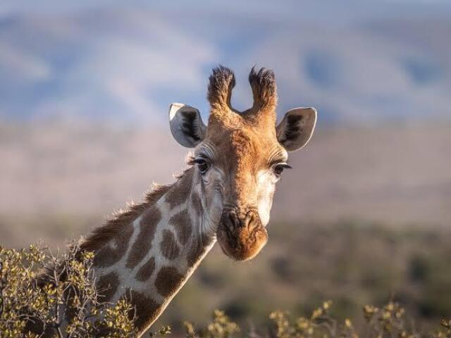 Girafa 🦒