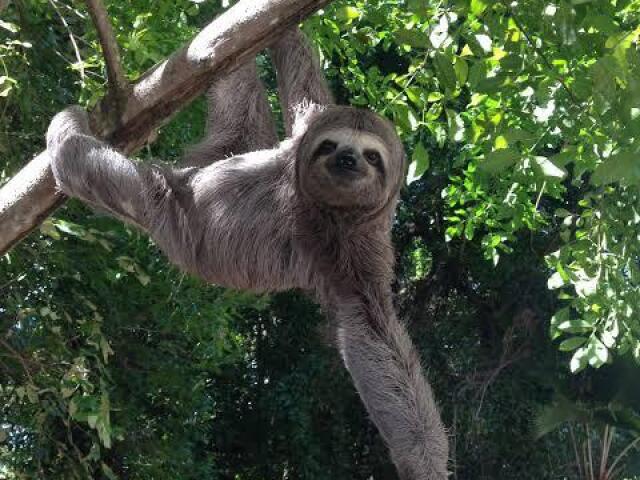 Bicho-preguiça 🐨