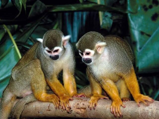Macaco-prego 🐵