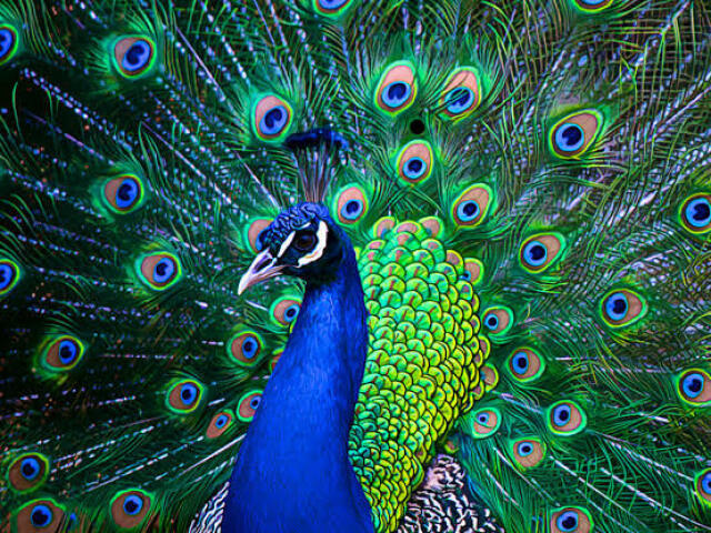 Pavão 🦚