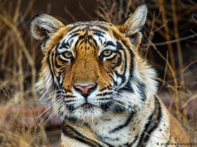 Tigre 🐯