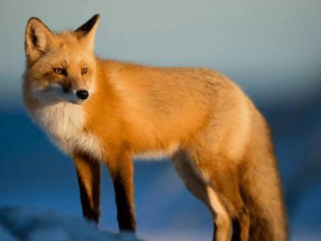 Raposa-vermelha 🦊