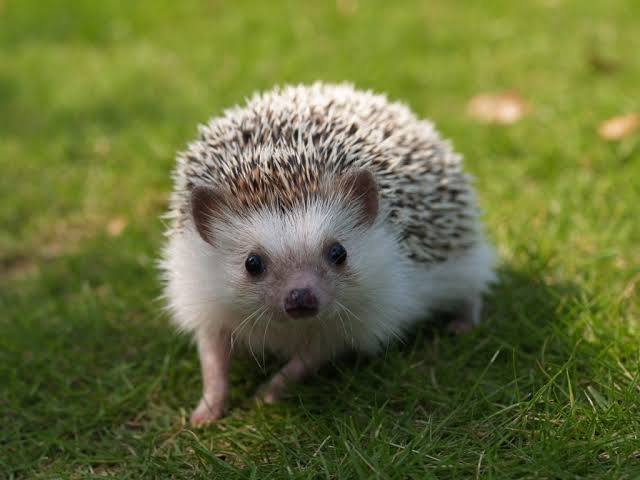 Porco Espinho 🦔