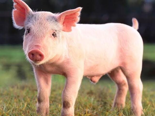 Porco 🐷