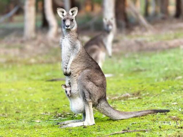 Canguru 🦘