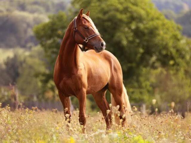 Cavalo 🐎