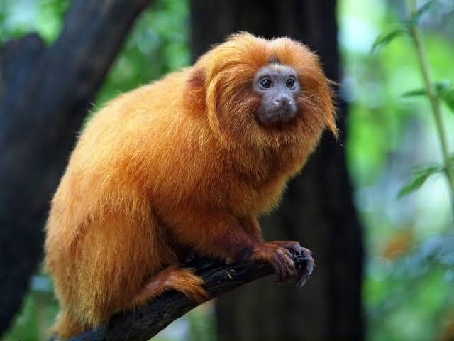 Mico Leão Dourado (Leontopithecus rosalia)